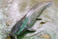 Bí kíp câu cá trê đảm bảo cá cắn câu hiệu quả