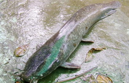 Bí kíp câu cá trê đảm bảo cá cắn câu hiệu quả